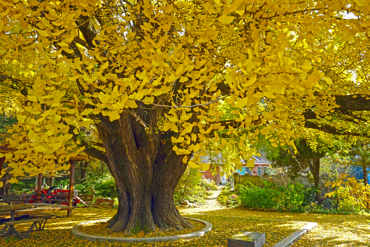 하곡리 은행나무
