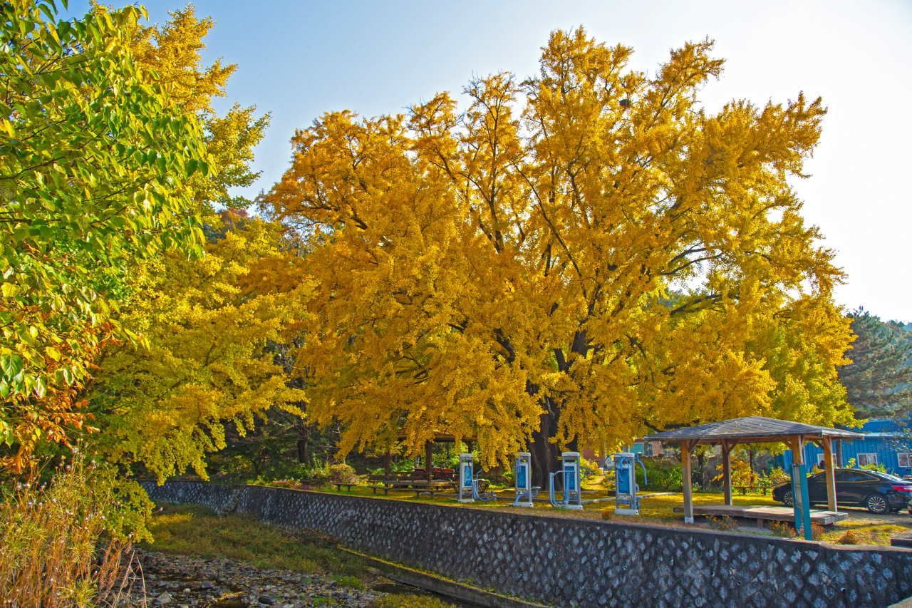 하곡리 은행나무