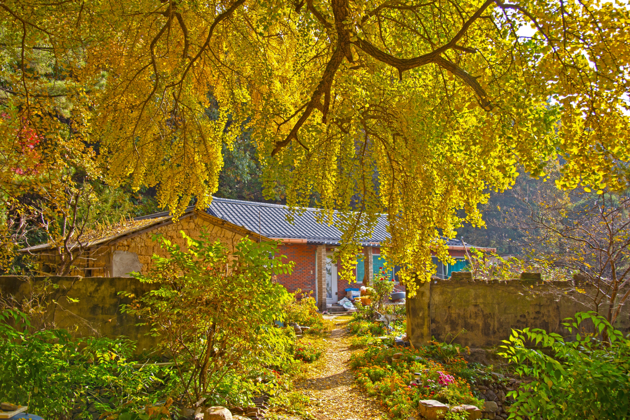 하곡리 은행나무