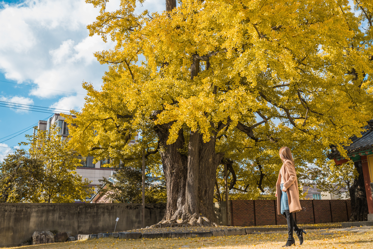 동부동 은행나무