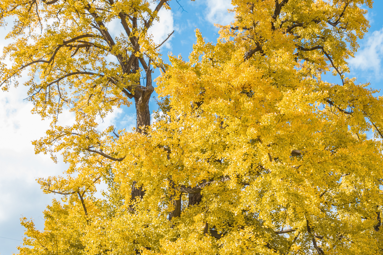 동부동 은행나무