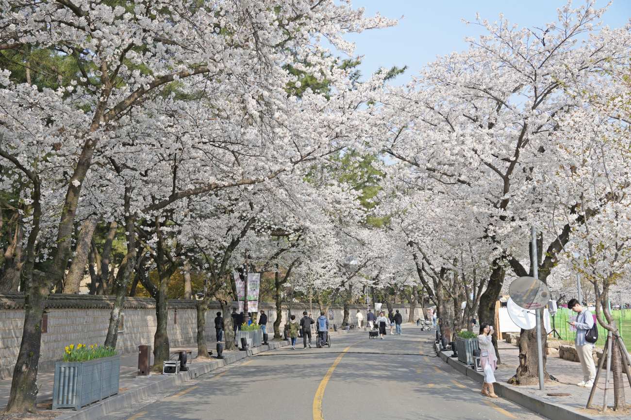 대릉원 돌담길의 봄