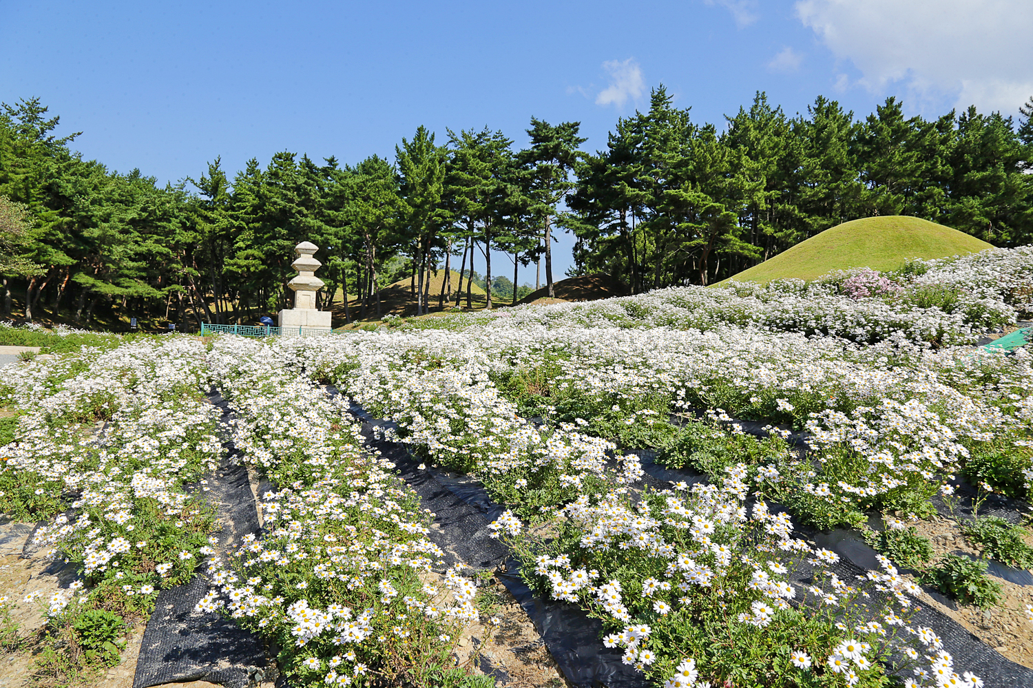 서악동 삼층석탑 구절초