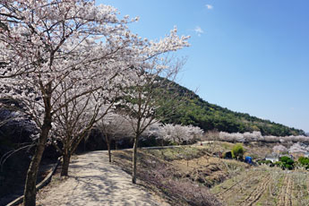 벚꽃이 핀 숲머리 뚝방길