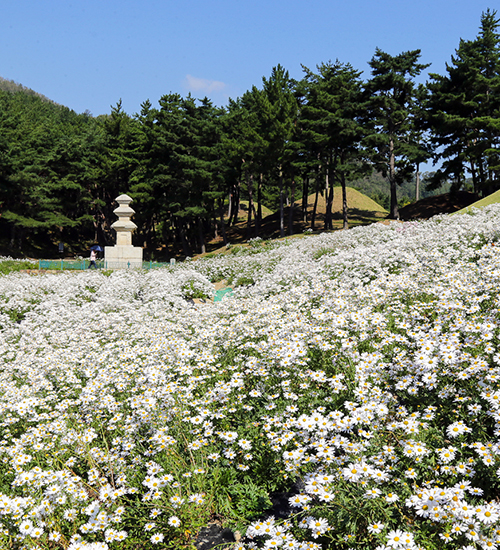 경주, 축제와 함께 물드는 계절