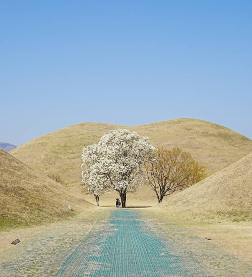 경주, 피어나다