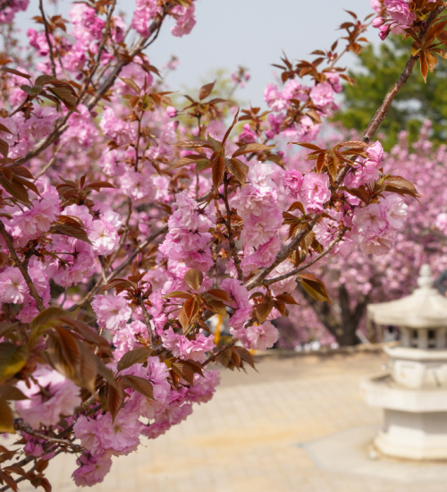 경주, 봄의 완성