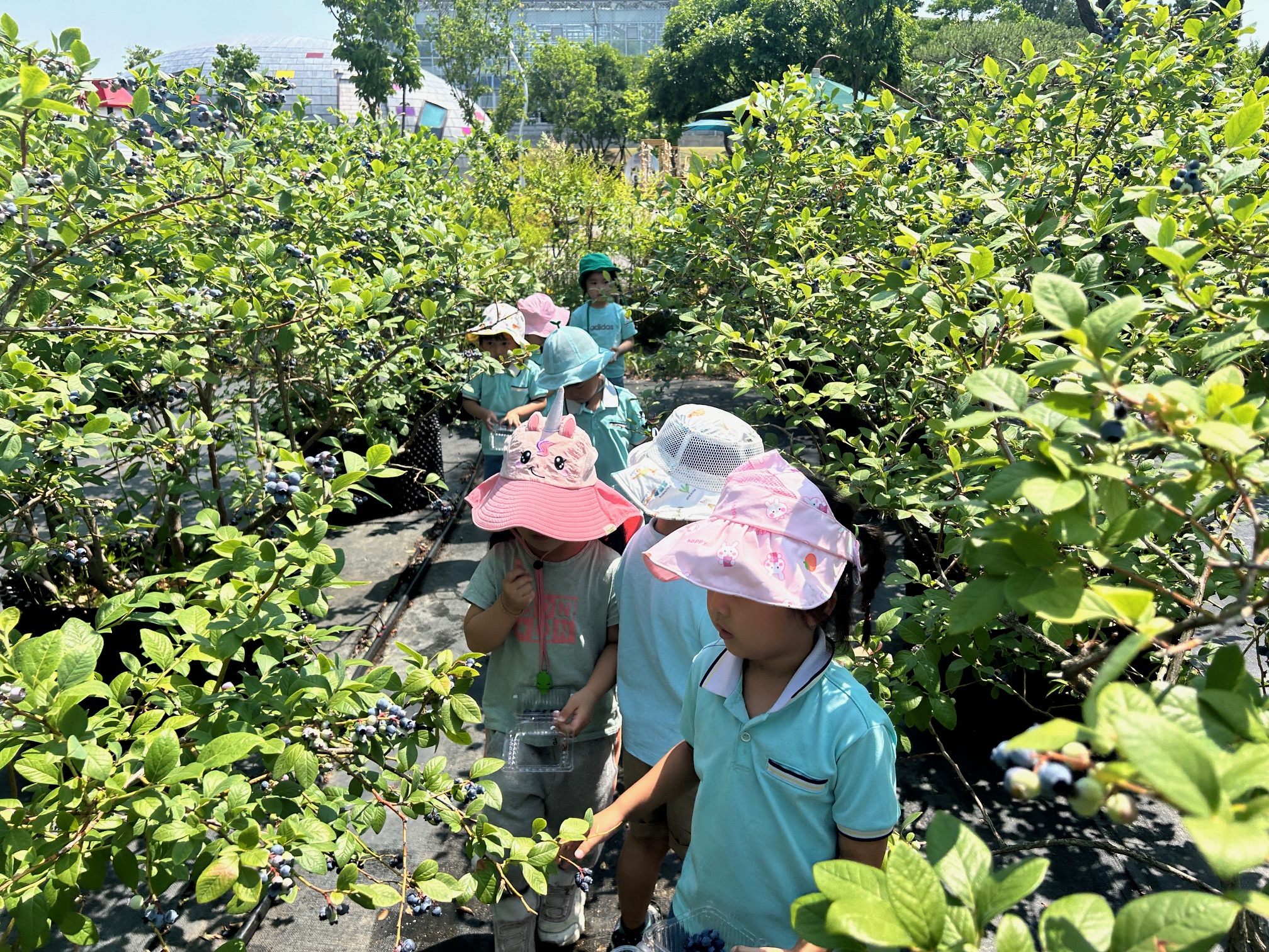 경주동궁원 블루베리 체험장에 참여한 어린이들이 열매를 수확하고 있는 모습. 낮은 키의 블루베리나무 덕분에 어린이도 손쉽게 체험할 수 있다.