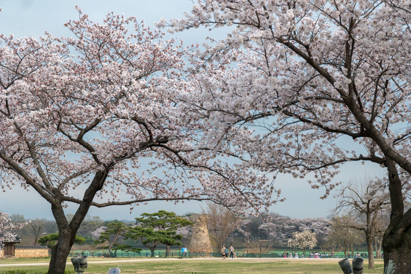 첨성대(2019년 봄)
