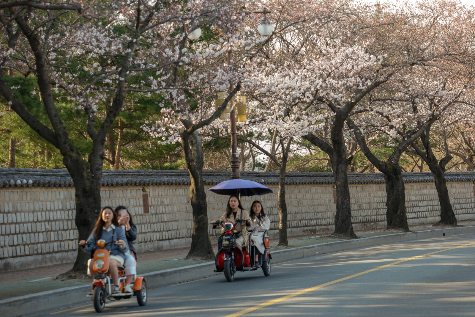 대릉원(2019년 봄)