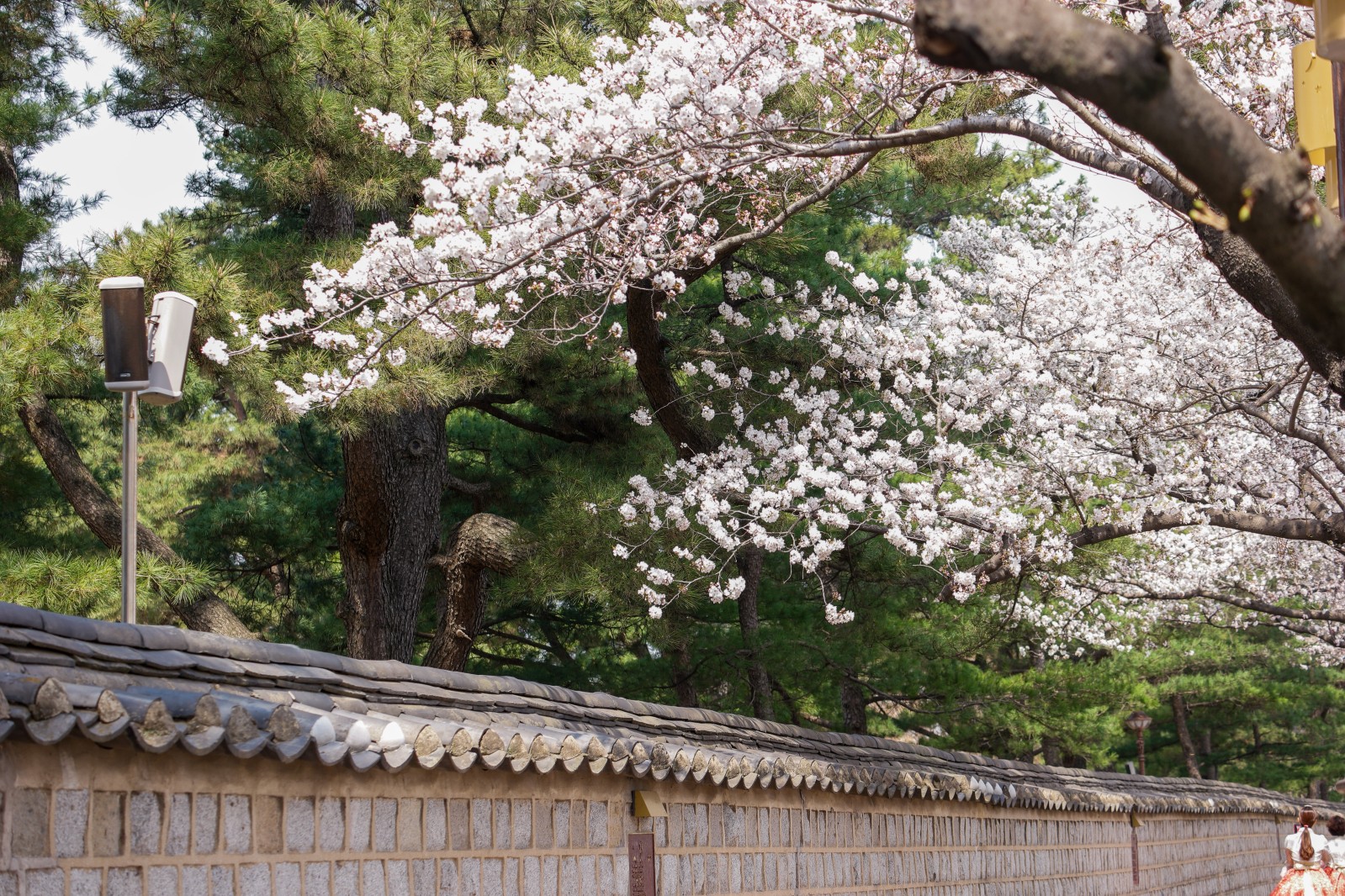 대릉원(2019년 봄)