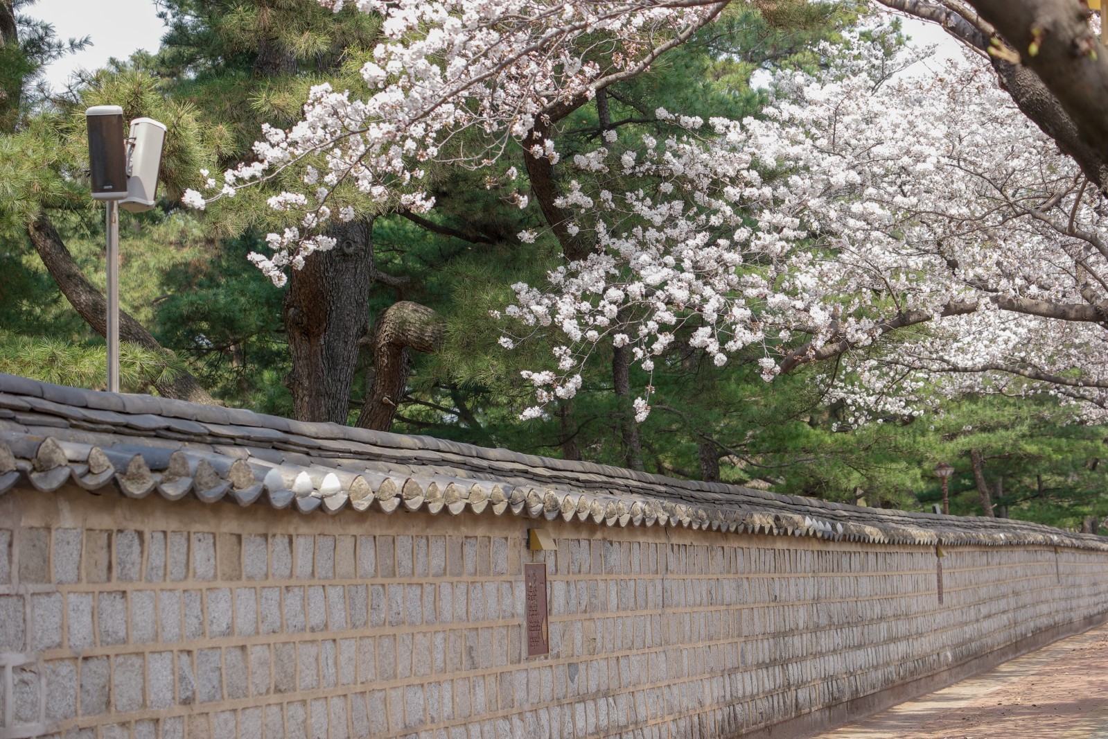 대릉원(2019년 봄)