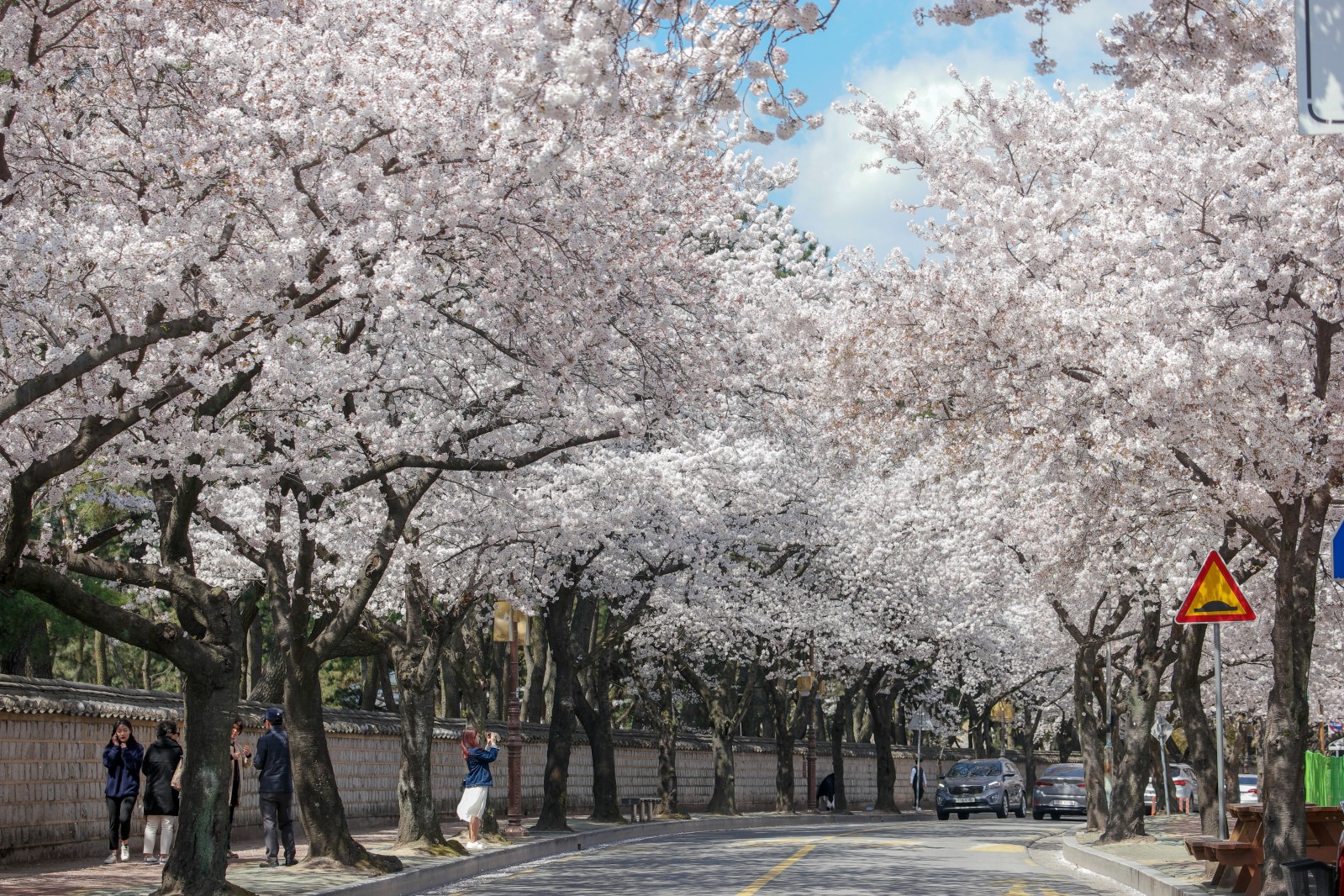 대릉원(2019년 봄)