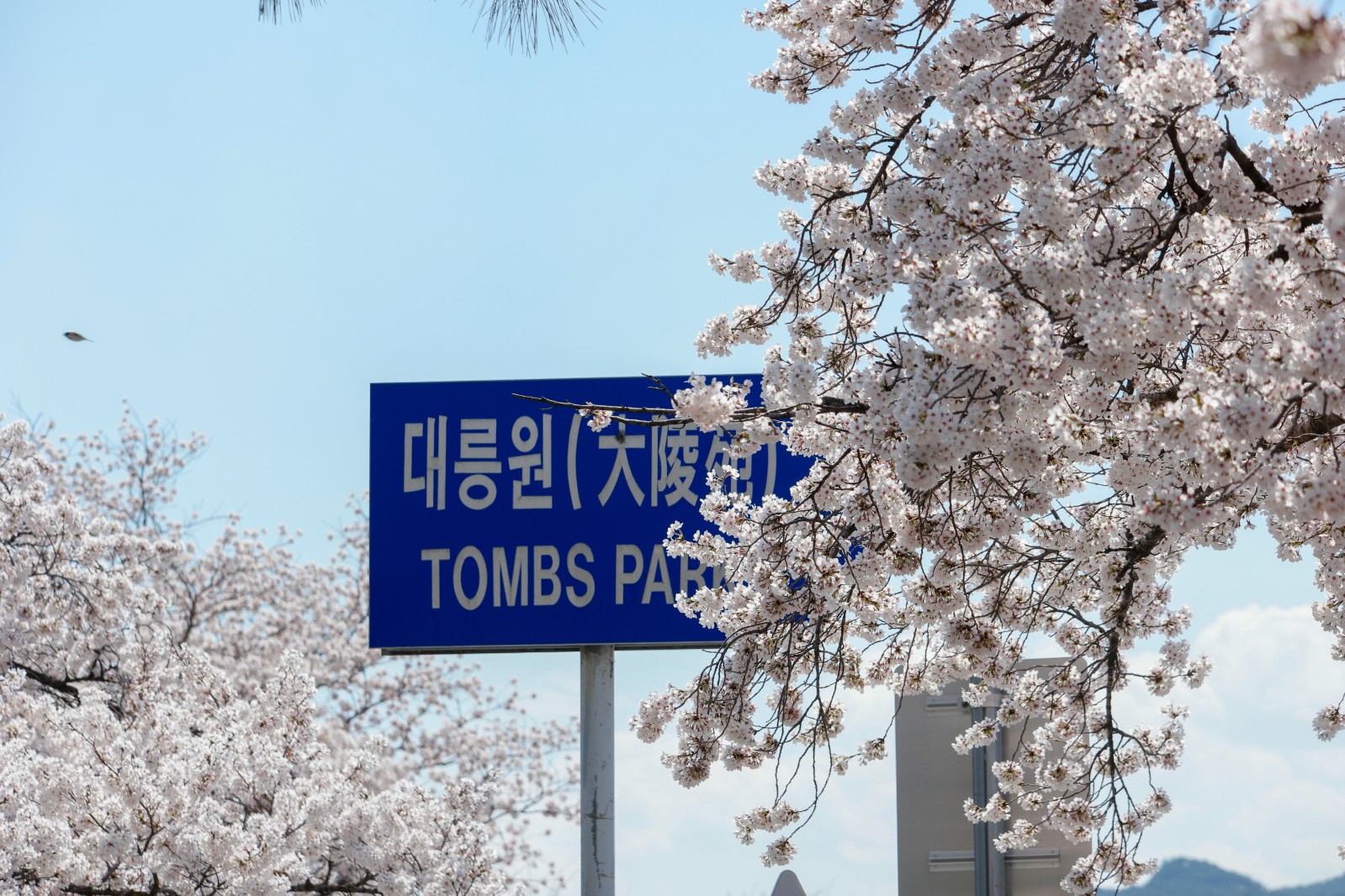 대릉원(2019년 봄)