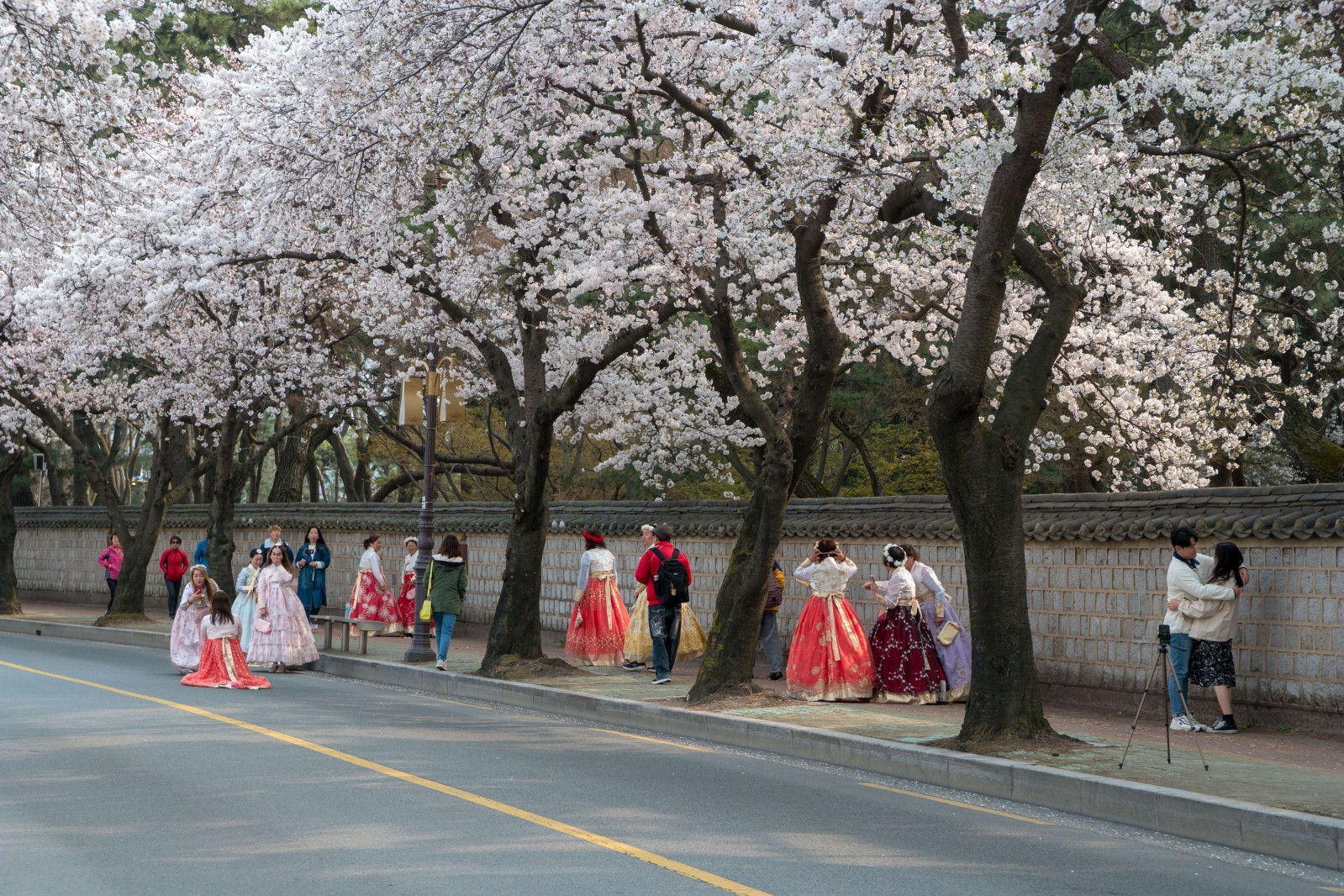 대릉원(2019년 봄)