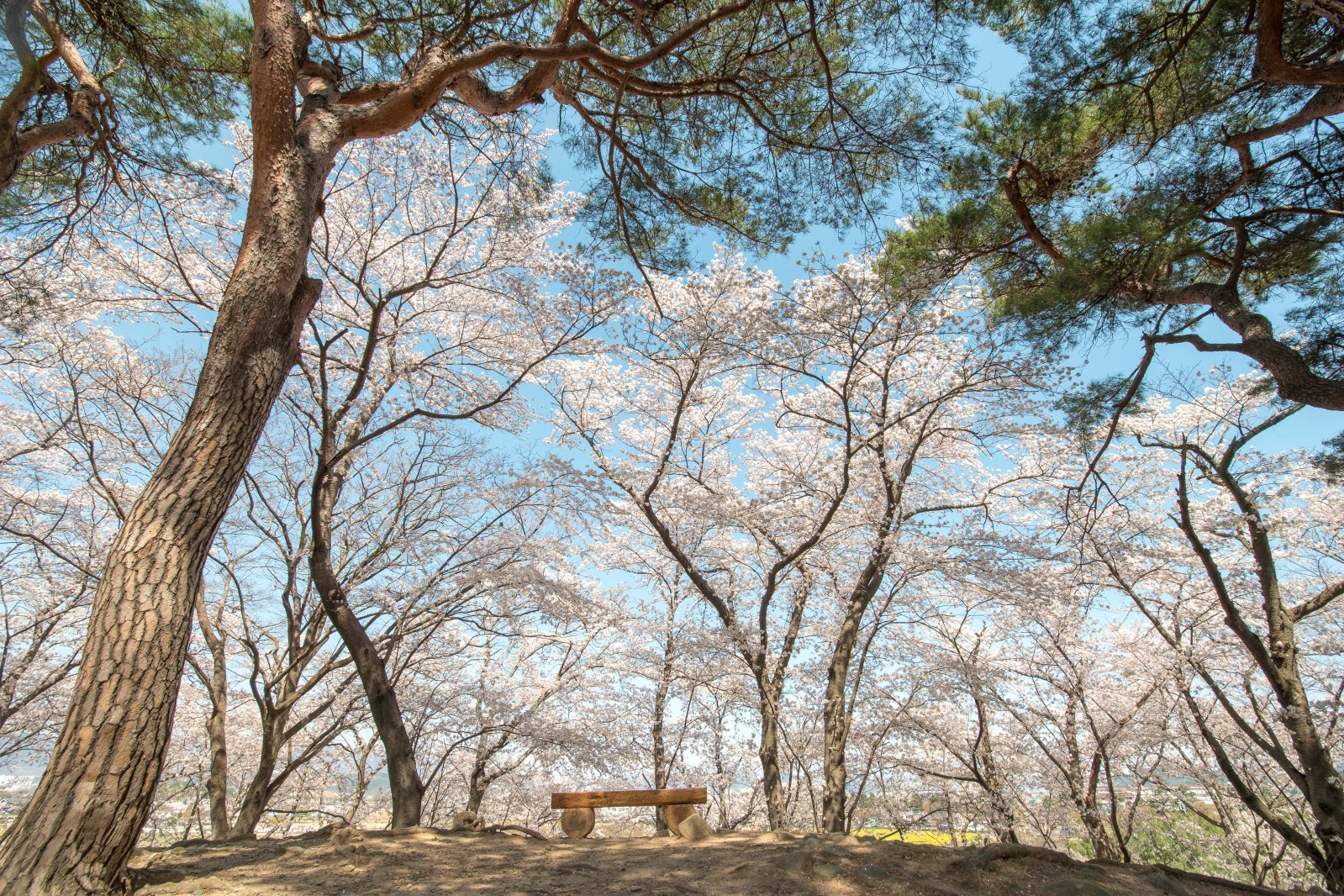 대릉원(2019년 봄)