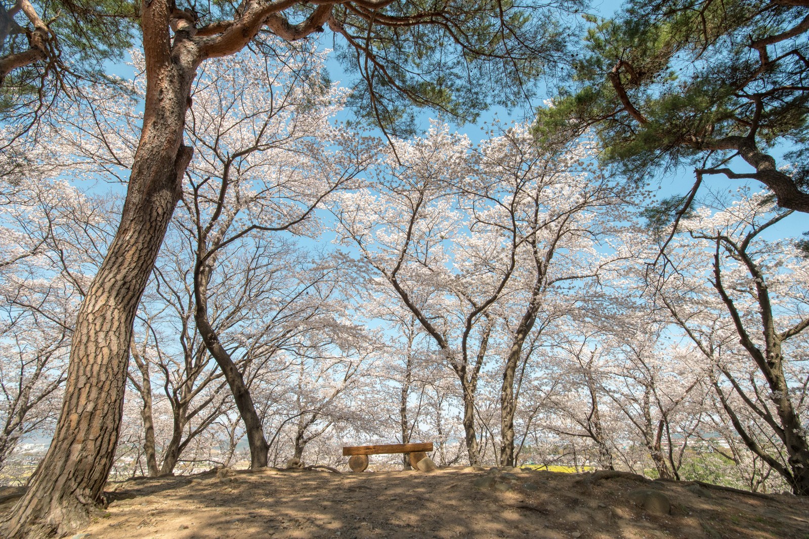 대릉원(2019년 봄)
