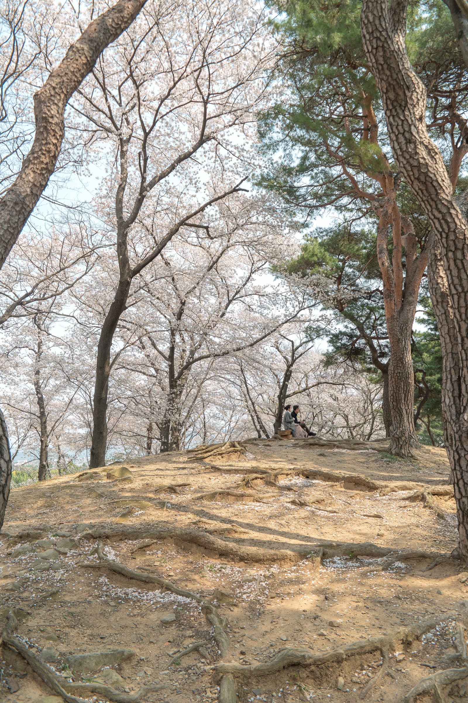 대릉원(2019년 봄)