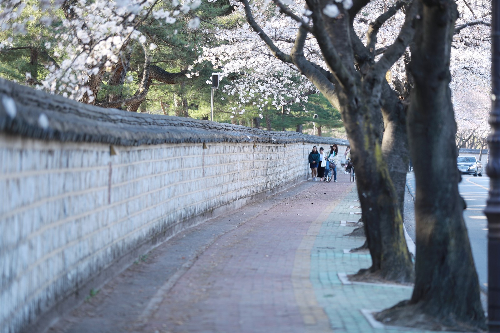 대릉원(2019년 봄)