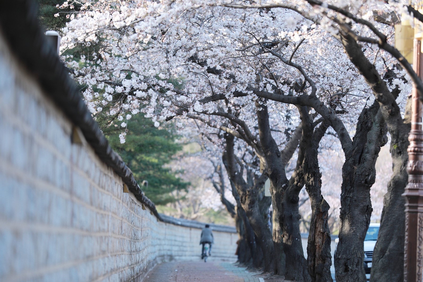 대릉원(2019년 봄)