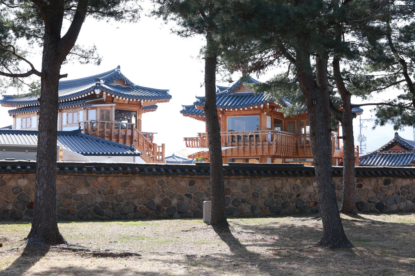 대릉원(2019년 봄)