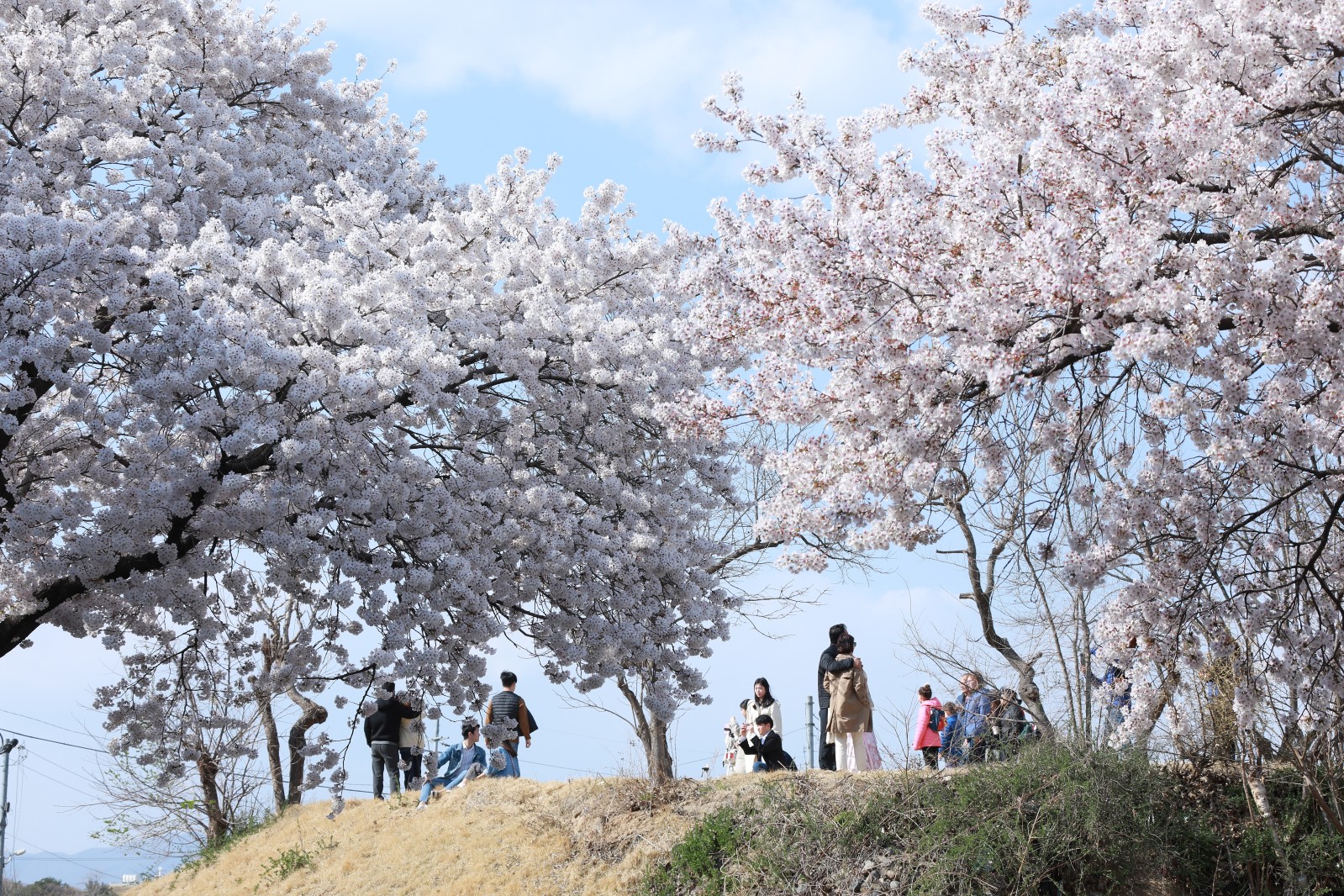 대릉원(2019년 봄)