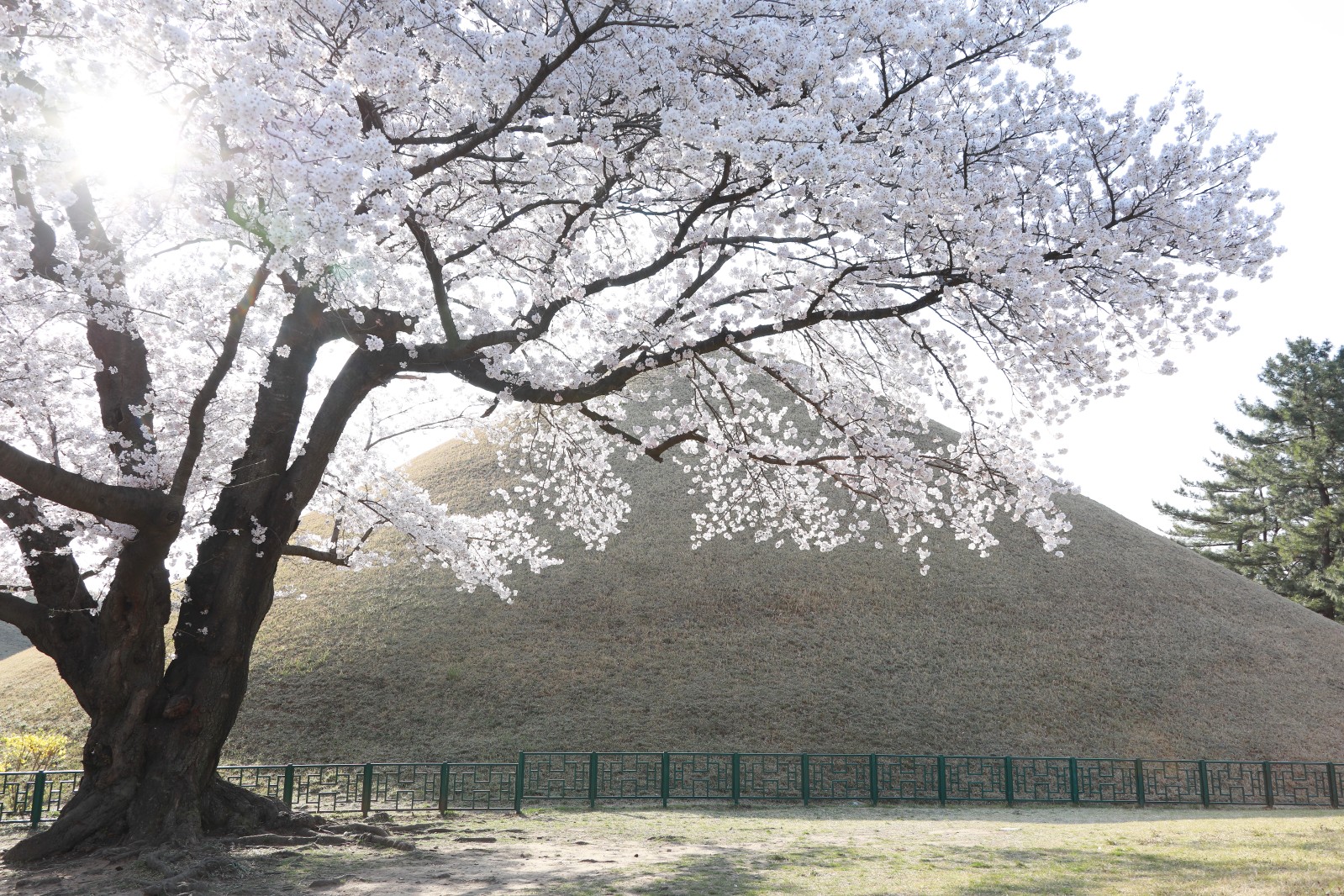 대릉원(2019년 봄)