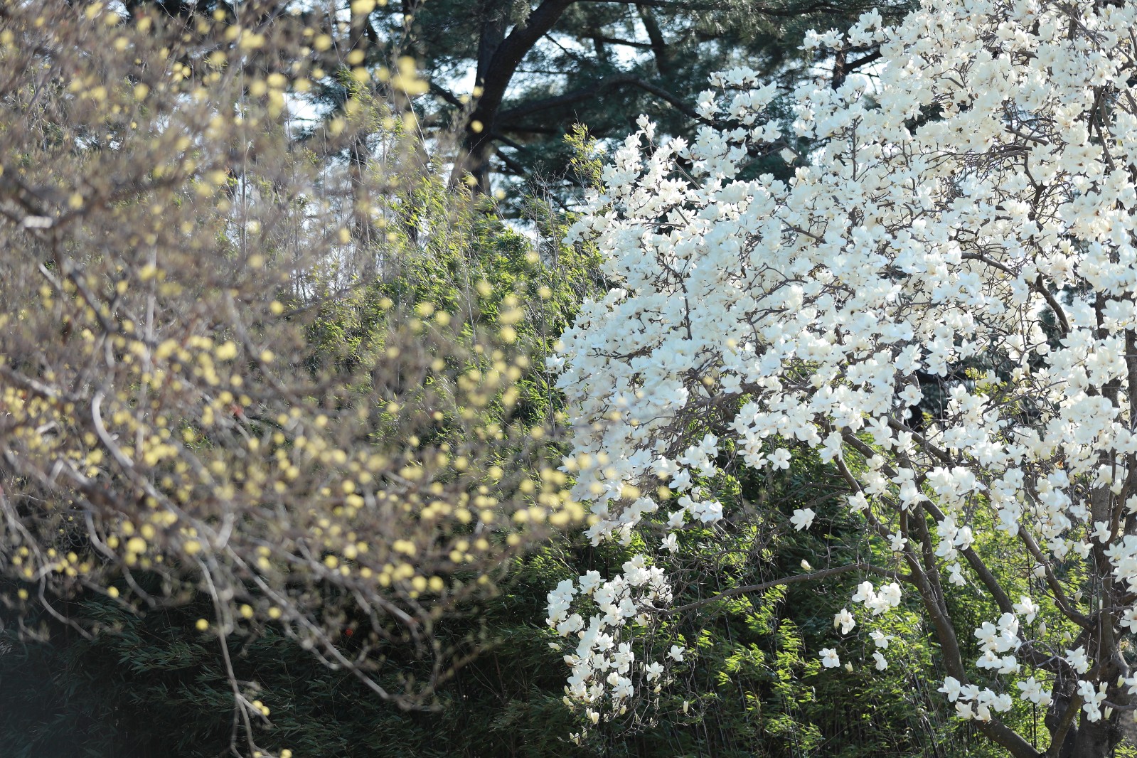 대릉원(2019년 봄)