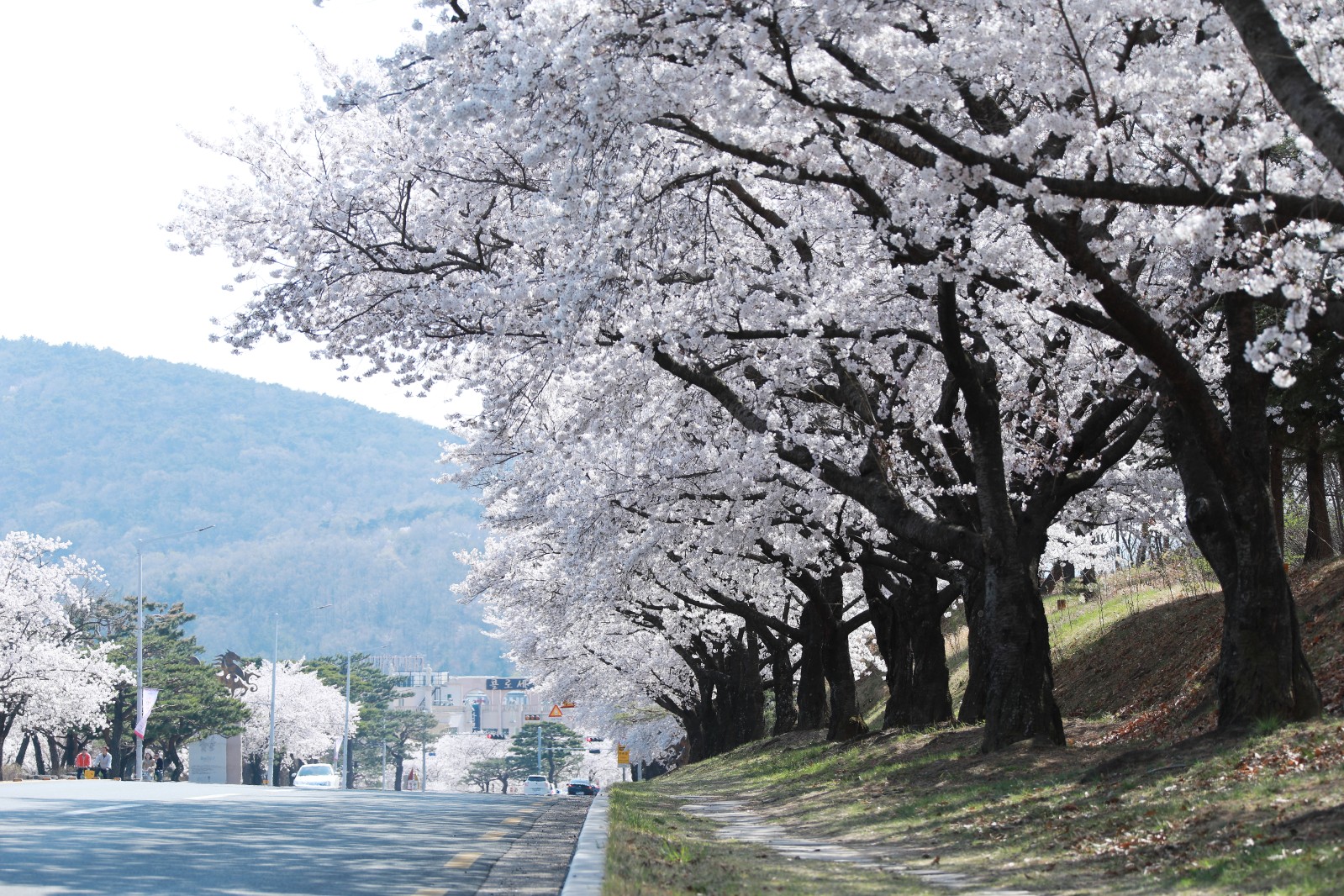 보문단지(2019년 봄)