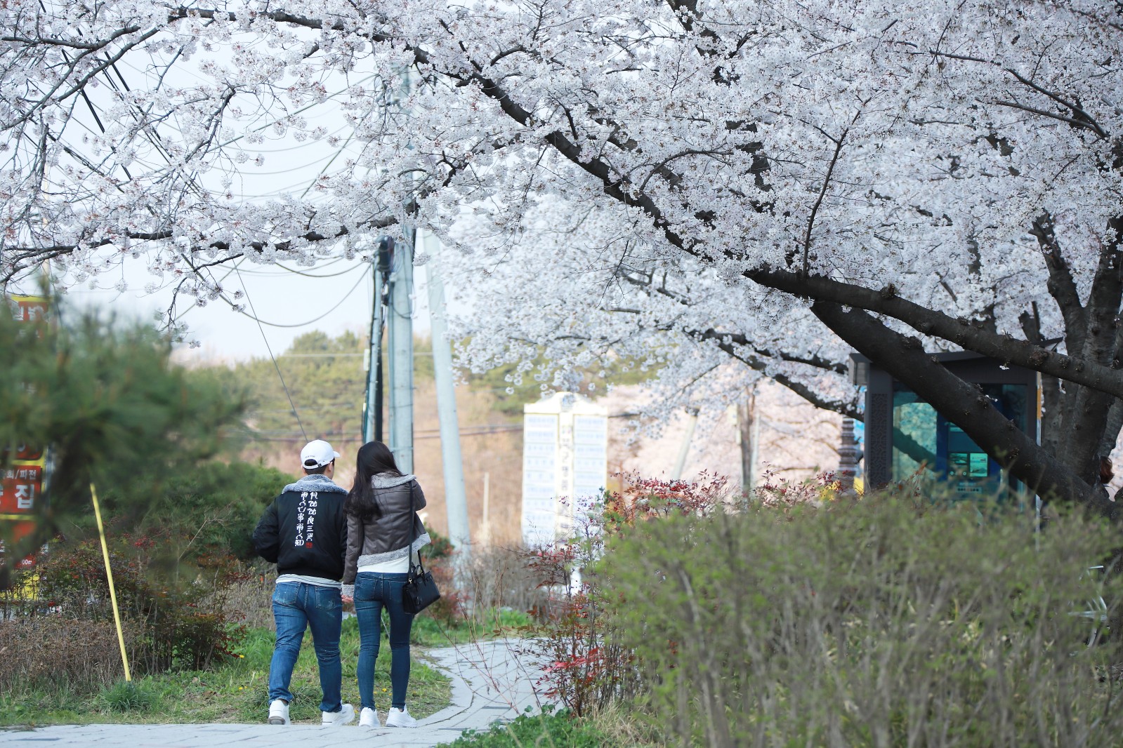 보문단지(2019년 봄)