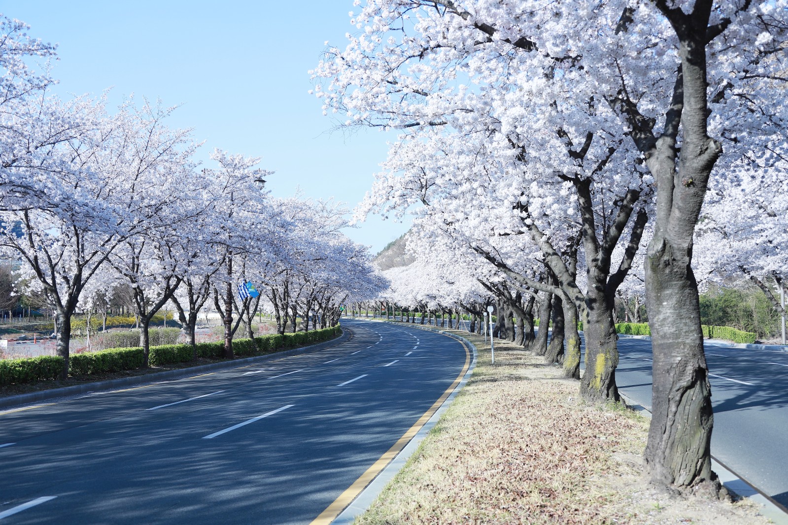 보문단지(2019년 봄)