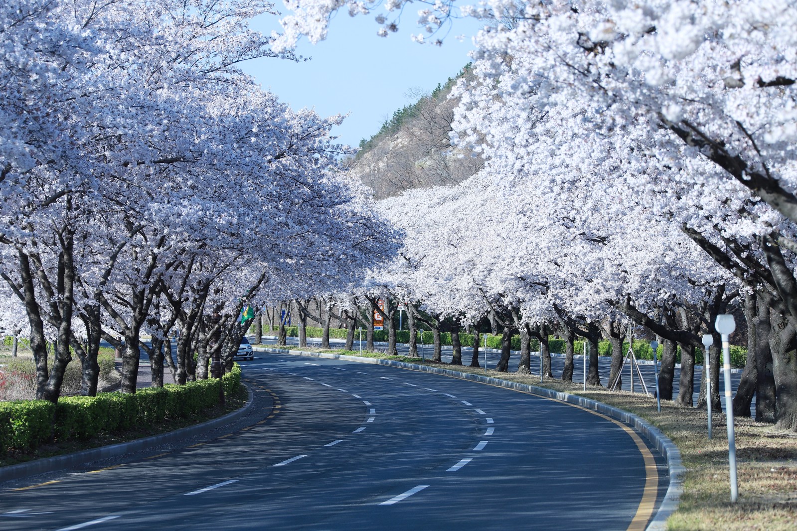보문단지(2019년 봄)
