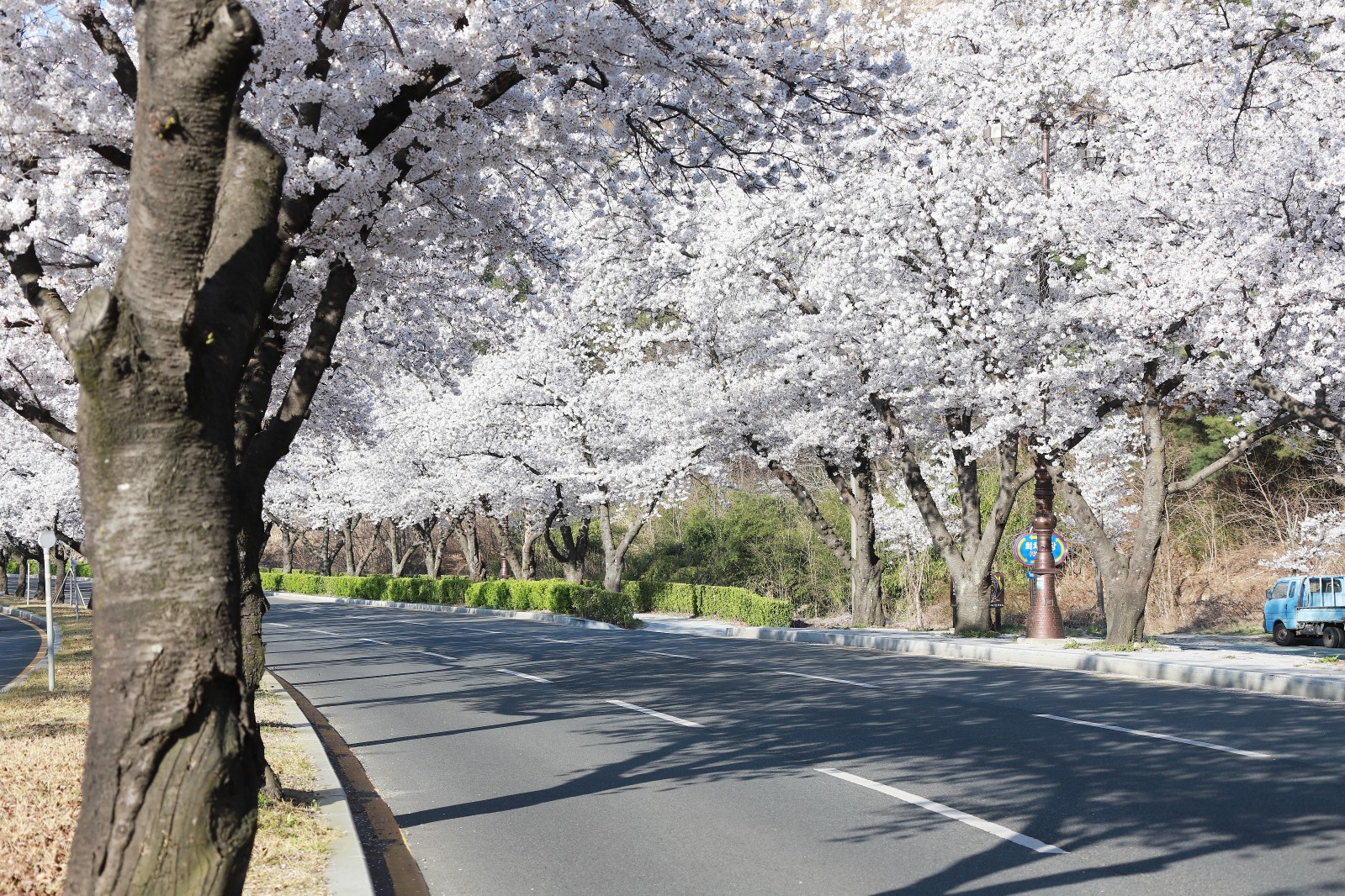 보문단지(2019년 봄)