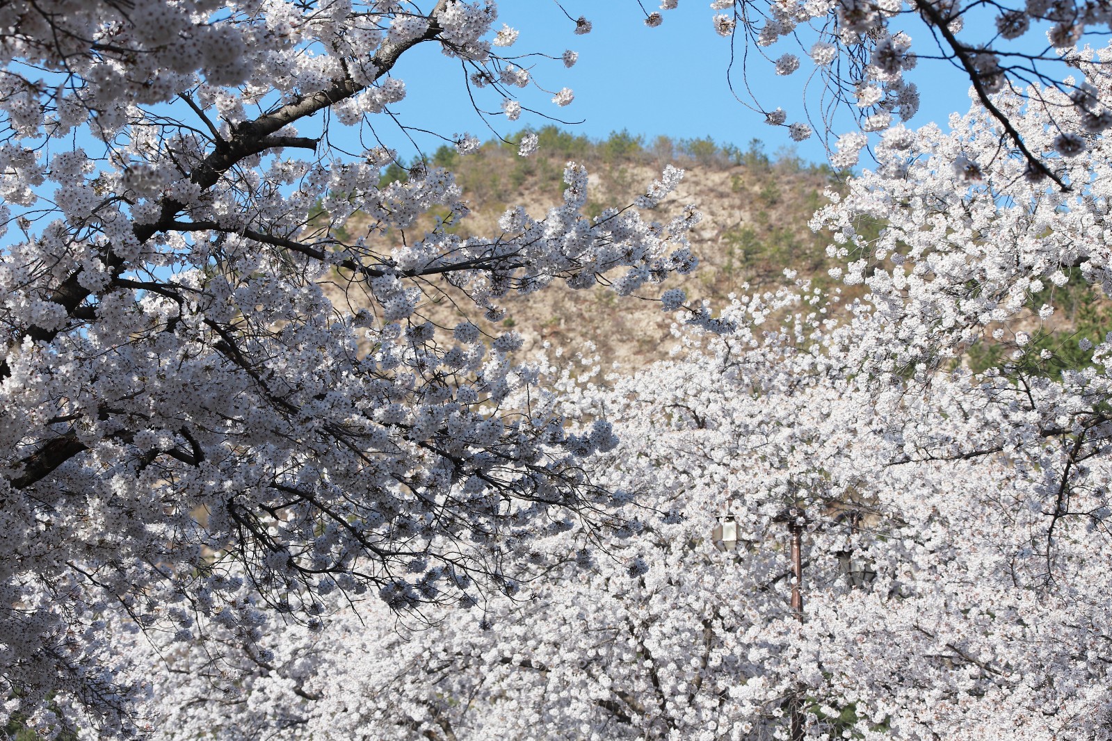보문단지(2019년 봄)