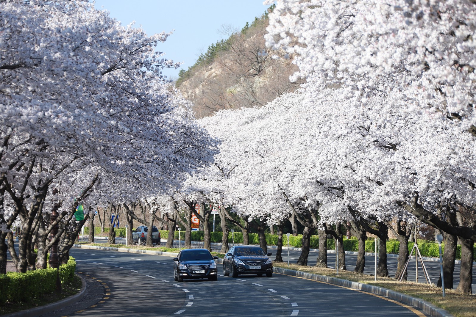 보문단지(2019년 봄)