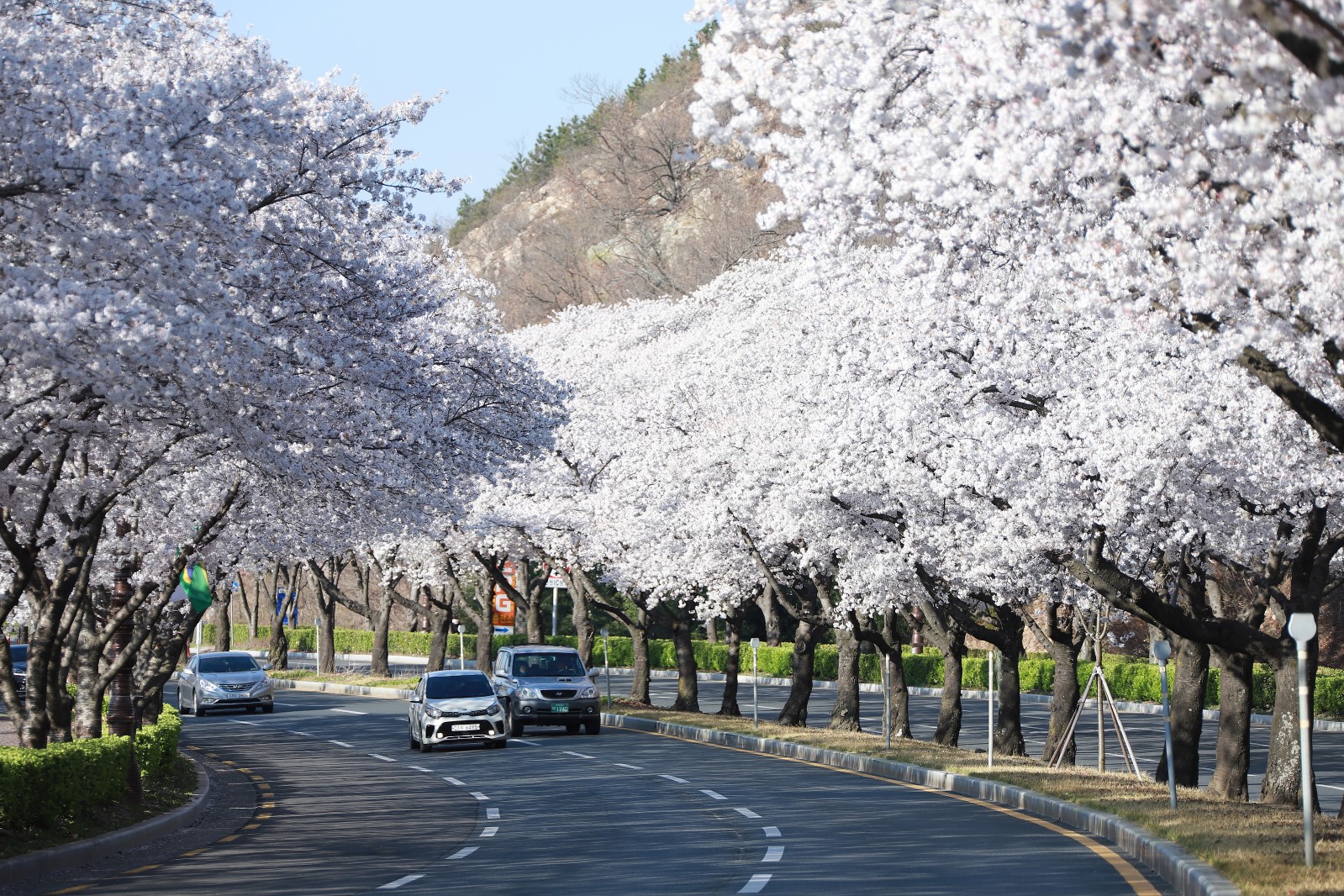 보문단지(2019년 봄)