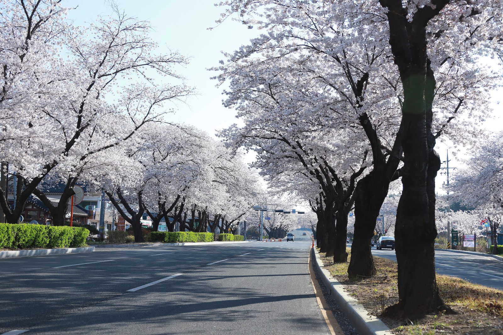보문단지(2019년 봄)