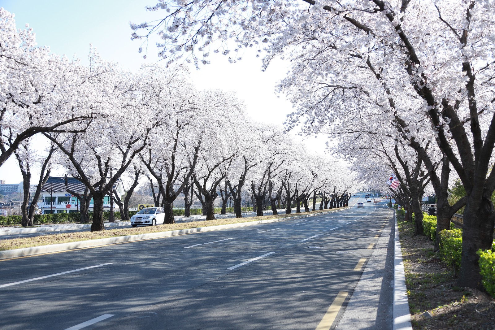 보문단지(2019년 봄)