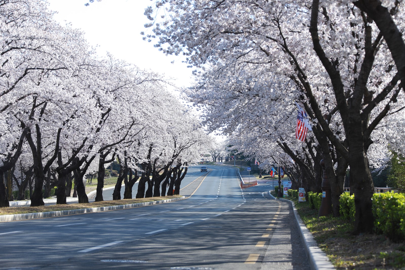 보문단지(2019년 봄)