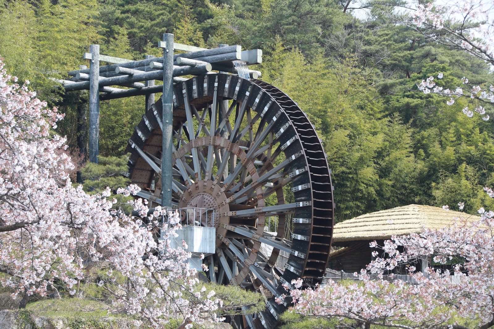 보문단지(2019년 봄)