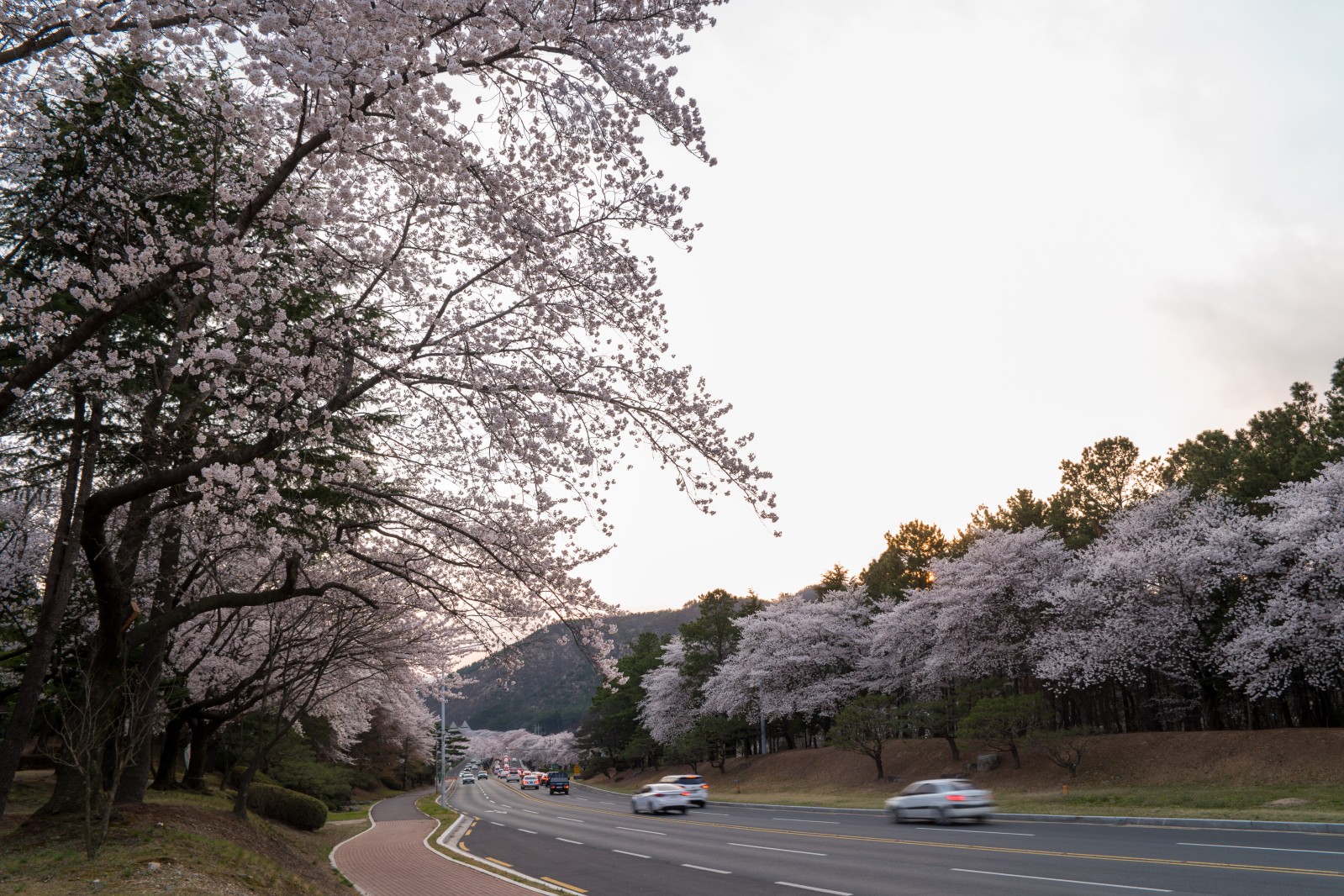 보문단지(2019년 봄)