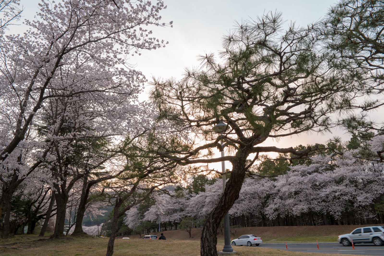 보문단지(2019년 봄)