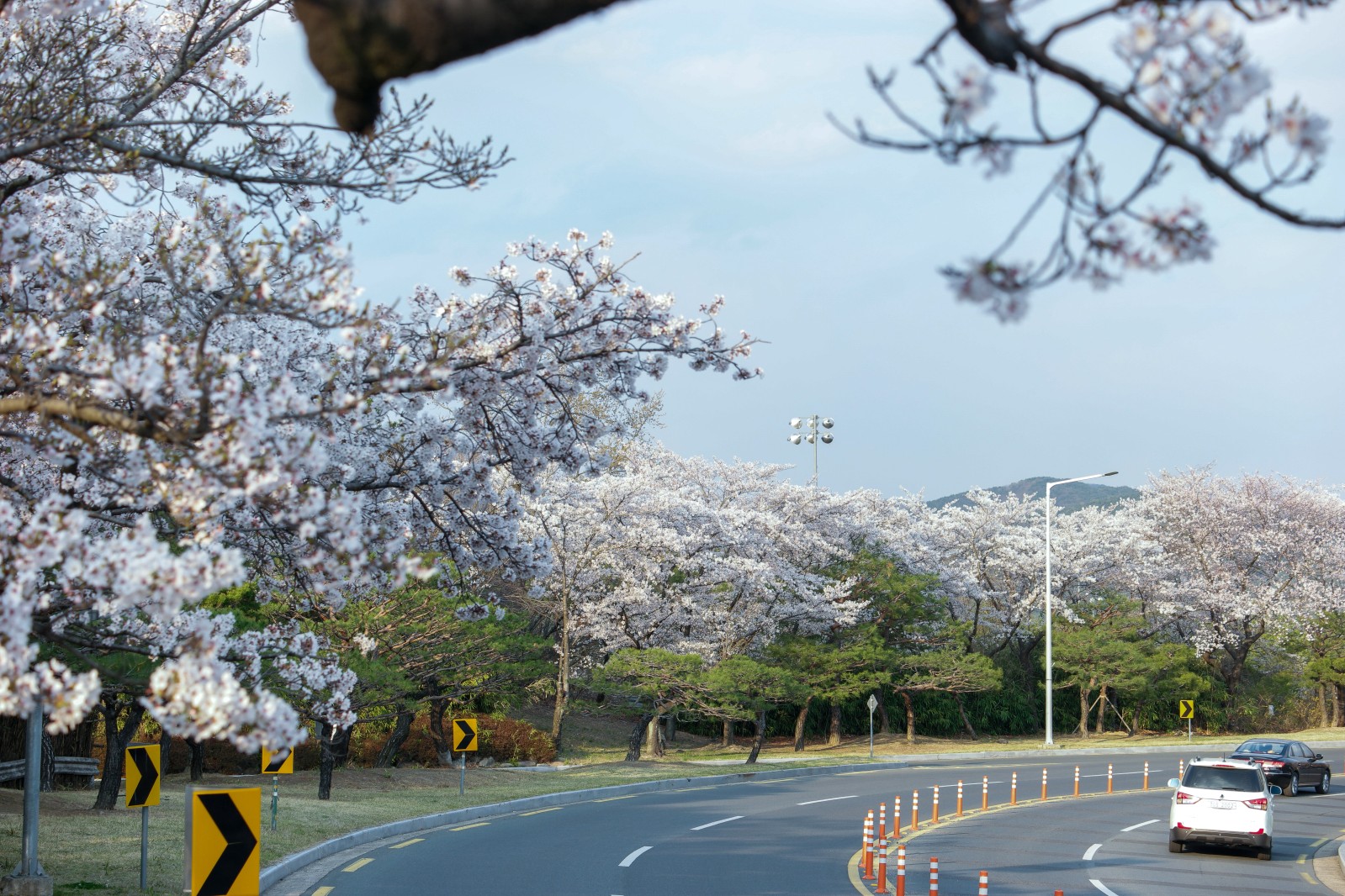 보문단지(2019년 봄)