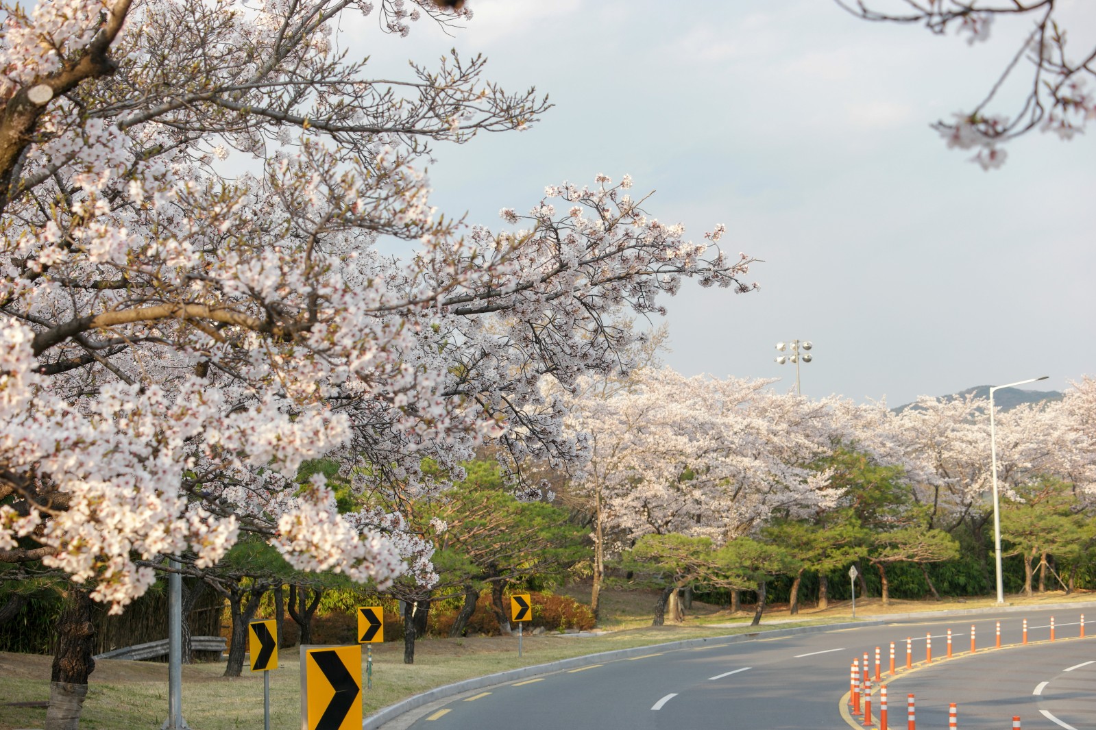 보문단지(2019년 봄)
