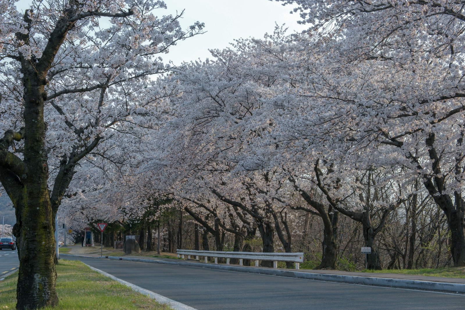 보문단지(2019년 봄)