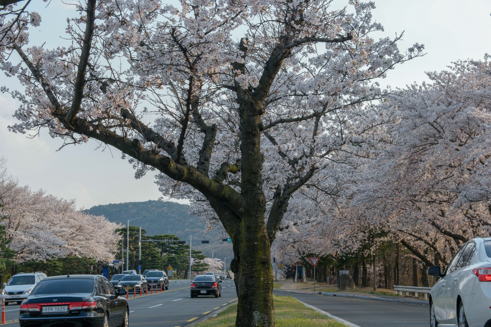 보문단지(2019년 봄)