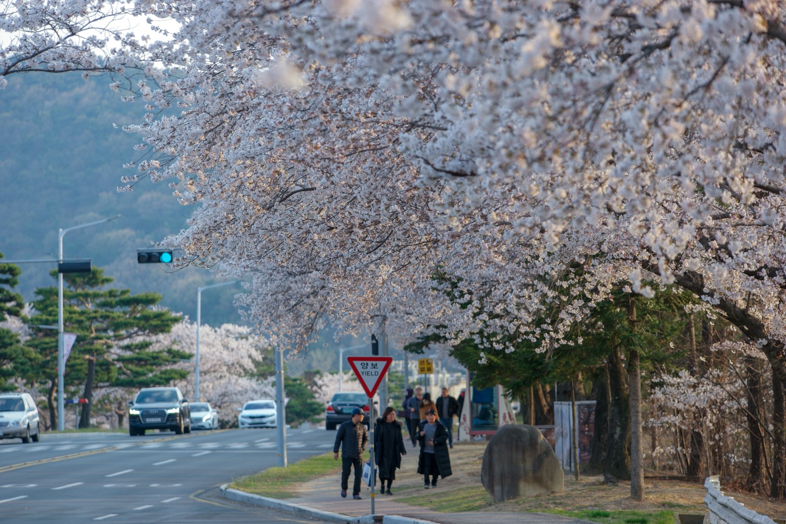 보문단지(2019년 봄)