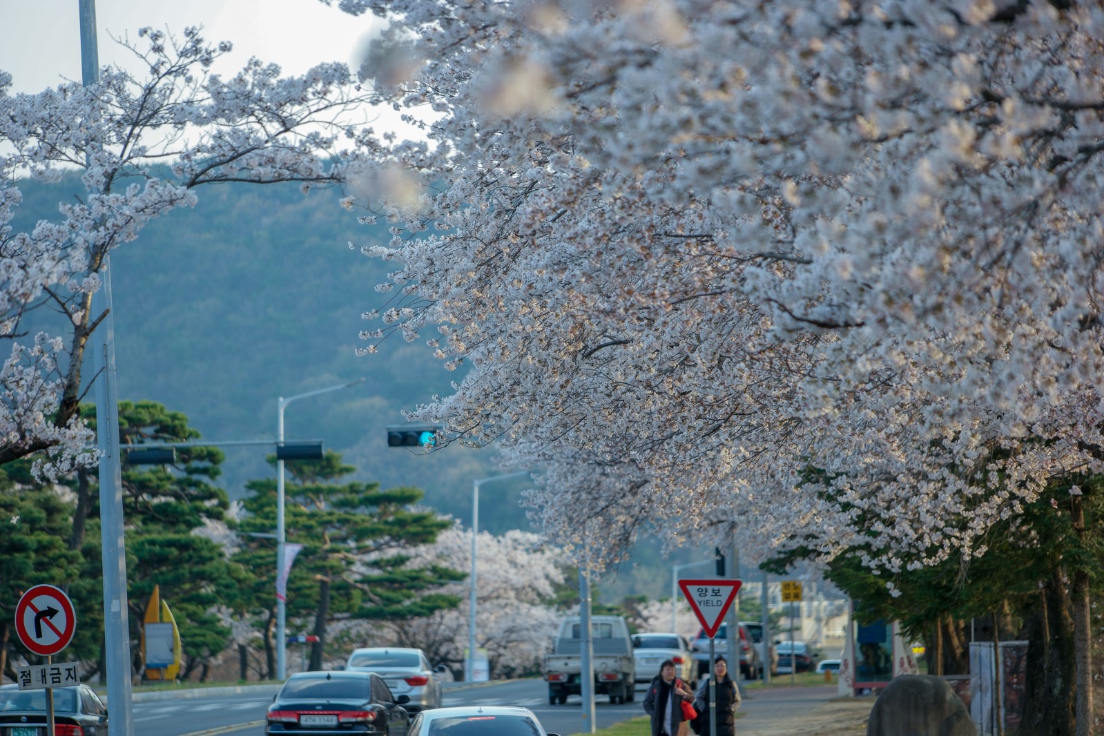 보문단지(2019년 봄)