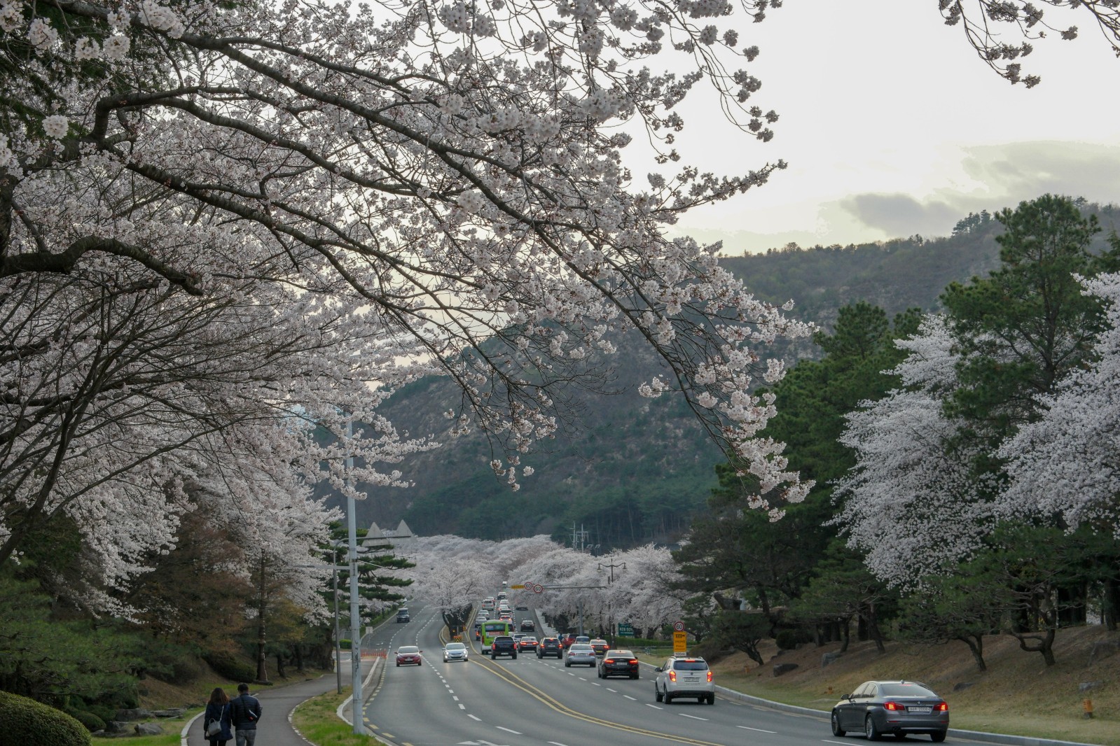 보문단지(2019년 봄)