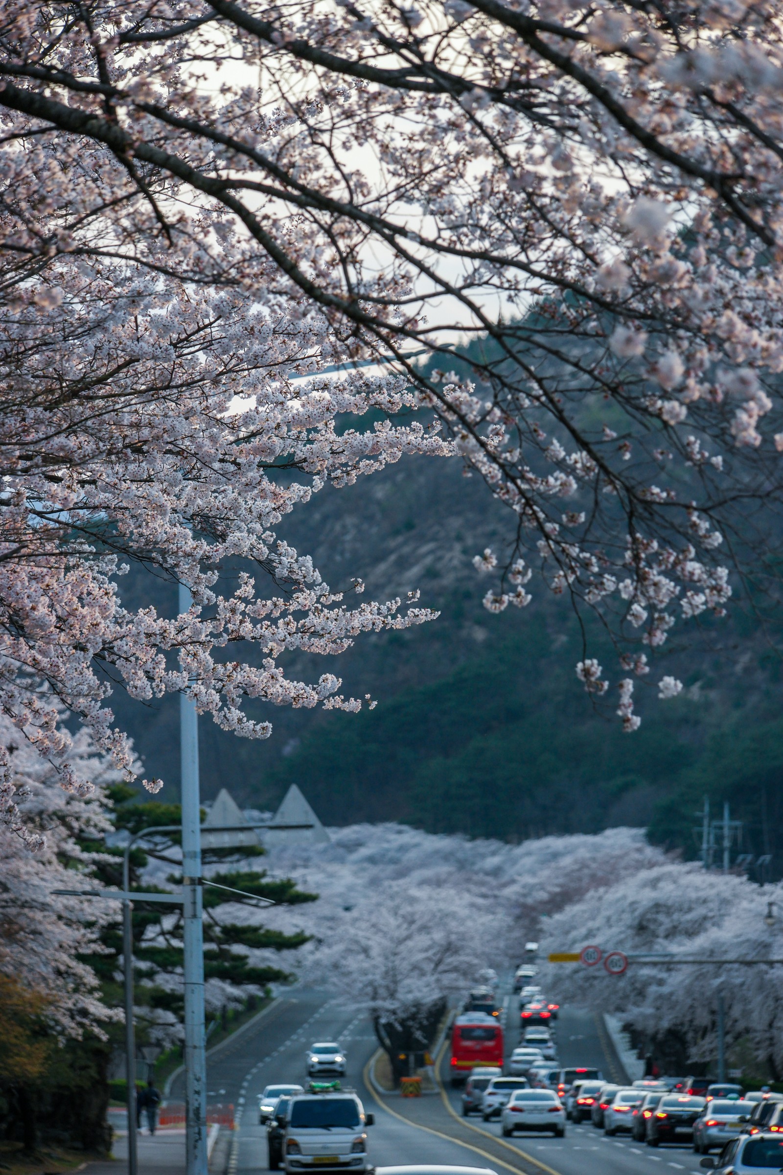 보문단지(2019년 봄)